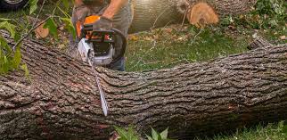 Best Tree Risk Assessment  in Clinton, UT
