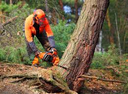 Best Mulching Services  in Clinton, UT