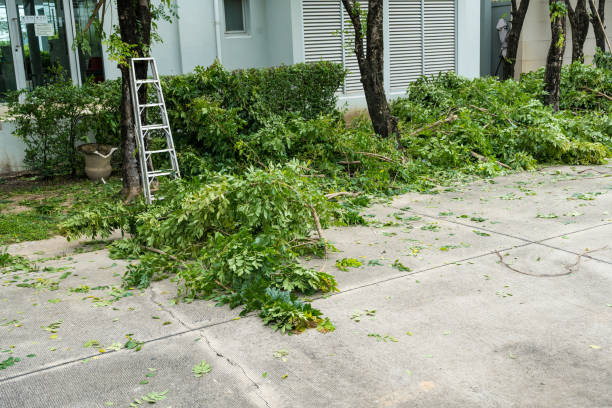 Best Root Management and Removal  in Clinton, UT